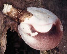 Image of Volvariella bombycina (Schaeff.) Singer 1951