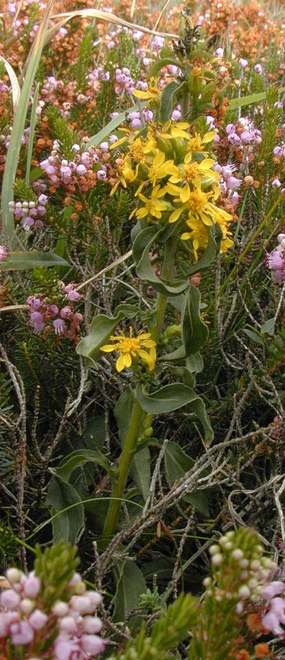 Image of goldenrod