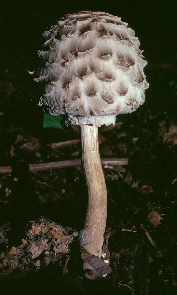 Plancia ëd Chlorophyllum olivieri (Barla) Vellinga 2002