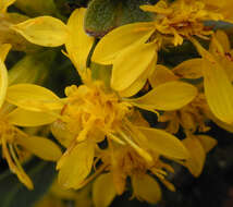 Image of goldenrod