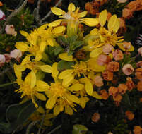 Image of goldenrod