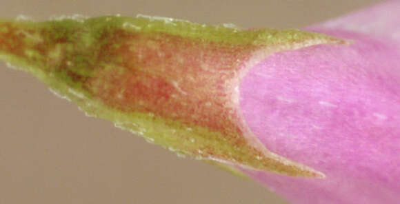 Imagem de Vicia tetrasperma (L.) Schreb.