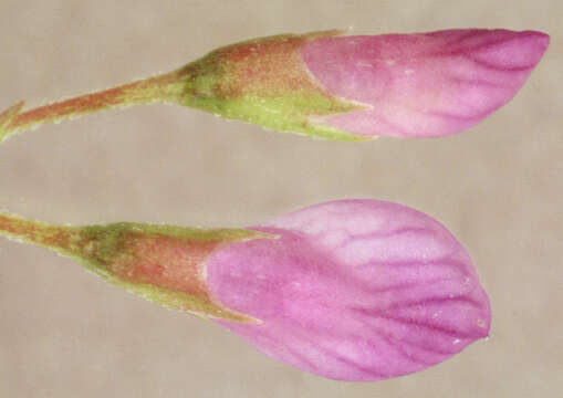 Image of lentil vetch