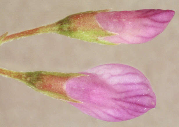 Image of lentil vetch