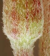 Image of dwarf willowherb