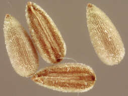 Image of dwarf willowherb