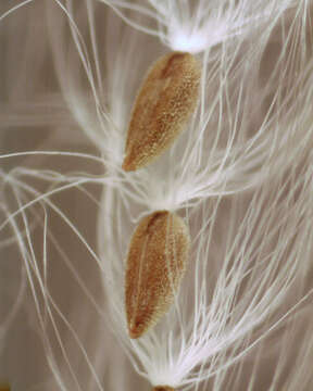 Image of dwarf willowherb