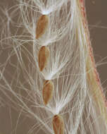 Image of dwarf willowherb