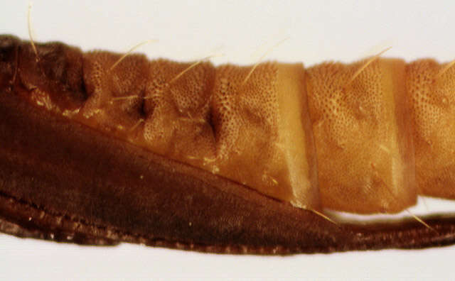 Image of Phyllonorycter klemannella (Fabricius 1781)