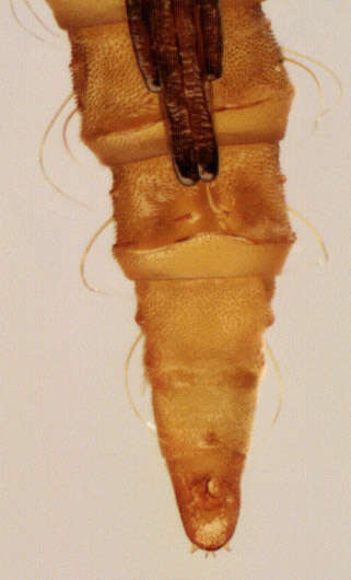 Image of Phyllonorycter klemannella (Fabricius 1781)