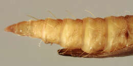 Image of Phyllonorycter klemannella (Fabricius 1781)