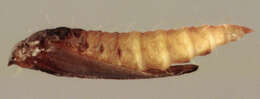 Image of Phyllonorycter klemannella (Fabricius 1781)