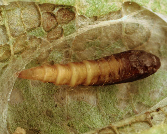 Image of Phyllonorycter klemannella (Fabricius 1781)