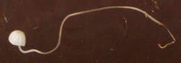 Image of Mycena capillaris (Schumach.) P. Kumm. 1871