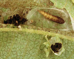 Image of Phyllonorycter klemannella (Fabricius 1781)