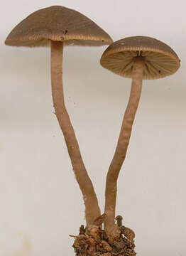 Слика од Tephrocybe anthracophila (Lasch) P. D. Orton 1969