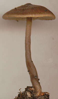 Image of Tephrocybe anthracophila (Lasch) P. D. Orton 1969