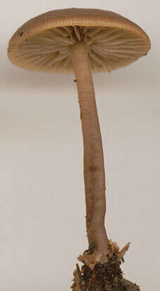 Tephrocybe anthracophila (Lasch) P. D. Orton 1969 resmi