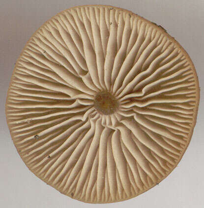 Image of Tephrocybe anthracophila (Lasch) P. D. Orton 1969