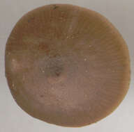 Image of Tephrocybe anthracophila (Lasch) P. D. Orton 1969