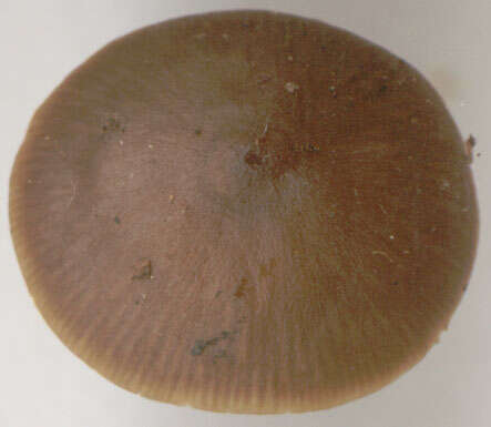 Image of Tephrocybe anthracophila (Lasch) P. D. Orton 1969