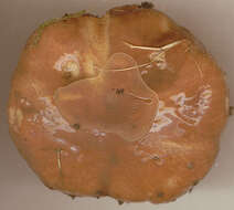 Imagem de Suillus luteus (L.) Roussel 1796