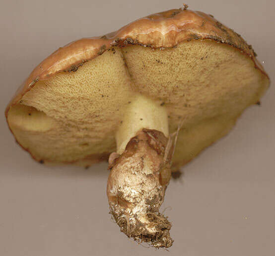 Imagem de Suillus luteus (L.) Roussel 1796