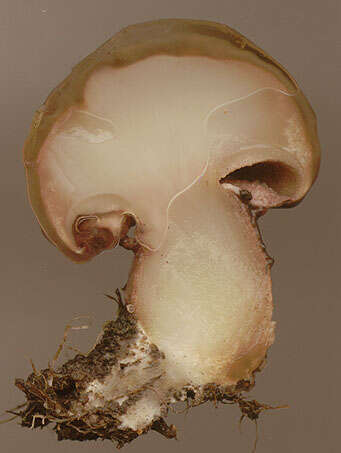 Imagem de Suillus luteus (L.) Roussel 1796