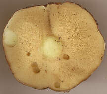 Imagem de Suillus luteus (L.) Roussel 1796