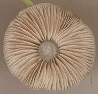 Image de Stropharia caerulea Kreisel 1979