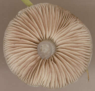 Image de Stropharia caerulea Kreisel 1979