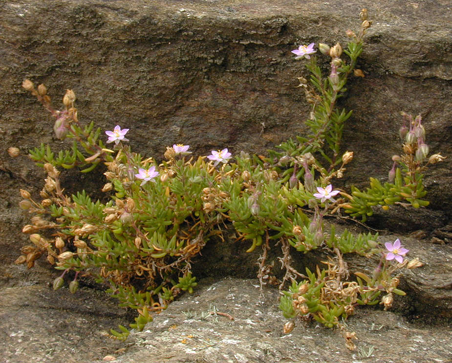 Image of Spergularia rupicola Le Jolis