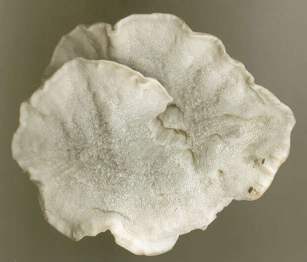 Image de Polypore bleuté des feuillus