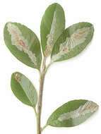 Image of Firethorn Leaf Miner