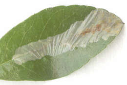 Image of Firethorn Leaf Miner