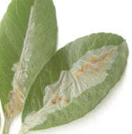 Image of Firethorn Leaf Miner