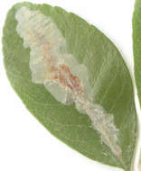 Image of Firethorn Leaf Miner