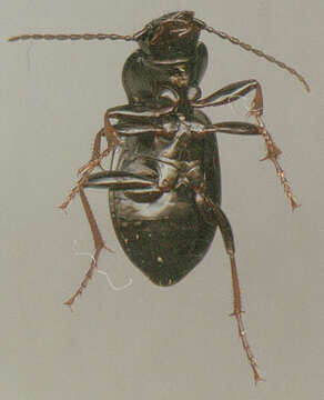 Image de Pterostichus (Bothriopterus) oblongopunctatus (Fabricius 1787)