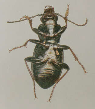 Image of Pterostichus (Bothriopterus) oblongopunctatus (Fabricius 1787)