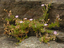 Image of Spergularia rupicola Le Jolis