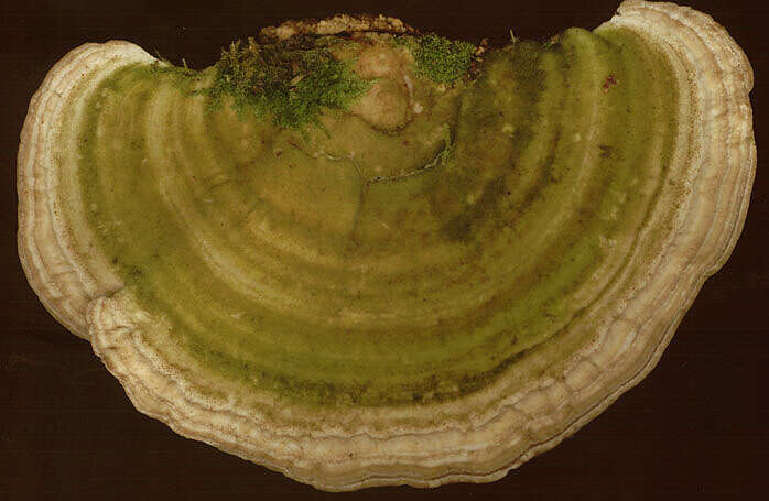 Image of Trametes gibbosa (Pers.) Fr. 1838