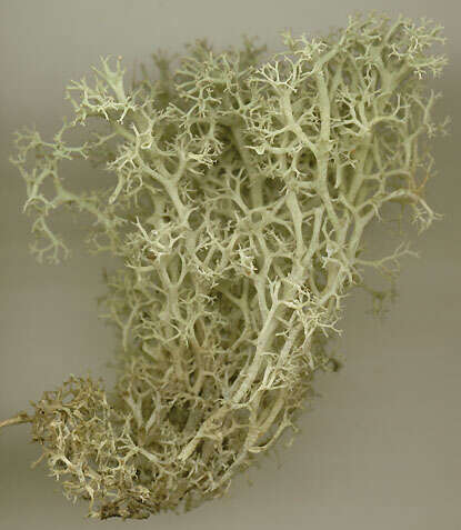 Image de Cladonia portentosa (Dufour) Coem.