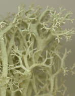 Image de Cladonia portentosa (Dufour) Coem.