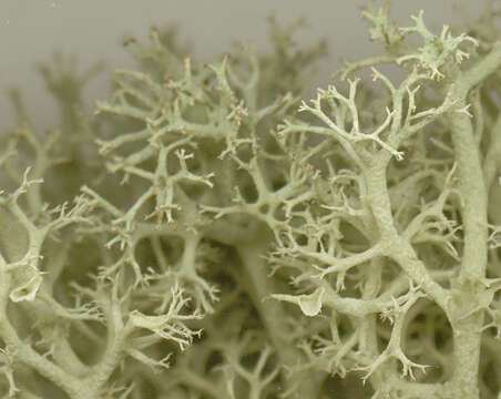 Image de Cladonia portentosa (Dufour) Coem.