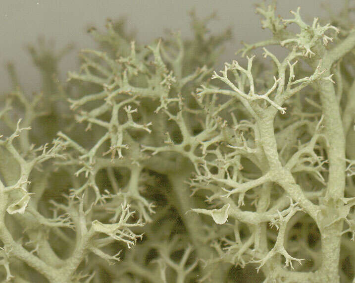 Image de Cladonia portentosa (Dufour) Coem.