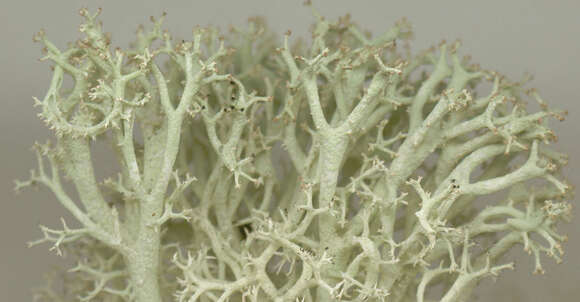 Image de Cladonia portentosa (Dufour) Coem.