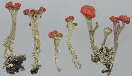 Image of Florke's cup lichen