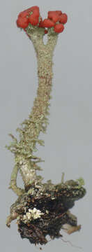 Image of Florke's cup lichen