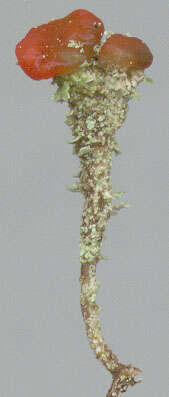 Image of Florke's cup lichen