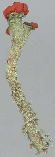 Image of Florke's cup lichen